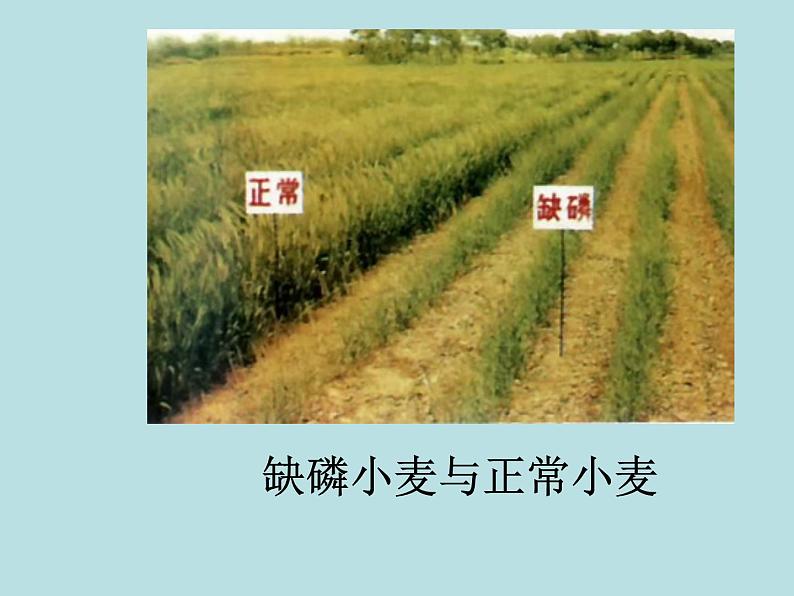 人教版初中化学九下11.2 化学肥料 课件 (3)06
