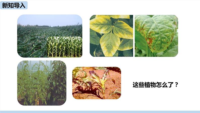 人教版化学九年级下册 11.2 化学肥料(PPT课件+素材)04