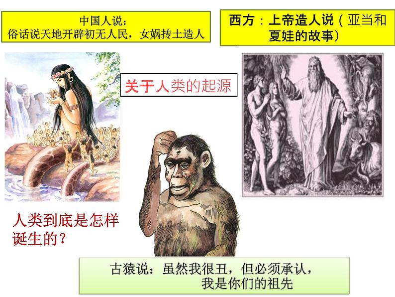 人教部编版七年级历史上册课件 1 中国境内早期人类的代表— 北京人第1页