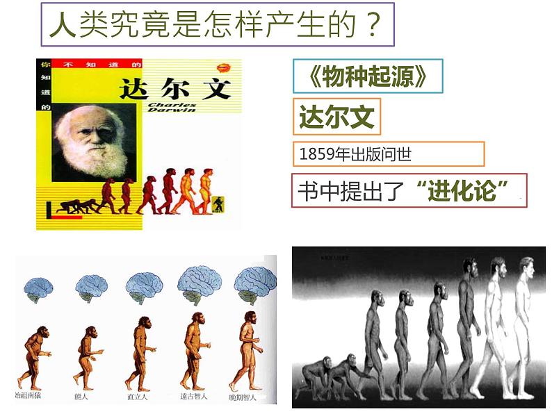 人教部编版七年级历史上册课件 1 中国境内早期人类的代表— 北京人第2页