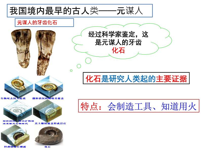 人教部编版七年级历史上册课件 1 中国境内早期人类的代表— 北京人第8页