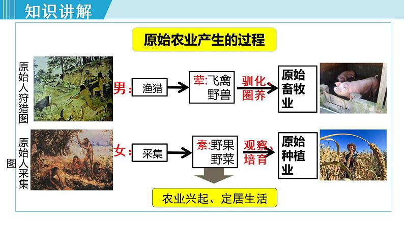 人教版七年级历史上册 第一单元 第2课 原始农耕生活 课件第5页