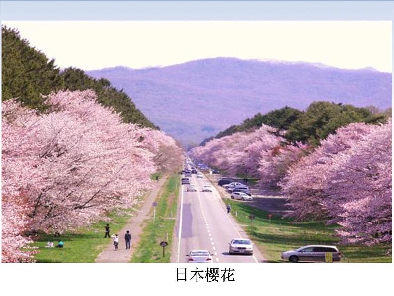 部编版初中历史九年级上册 第11课 古代日本 课件04