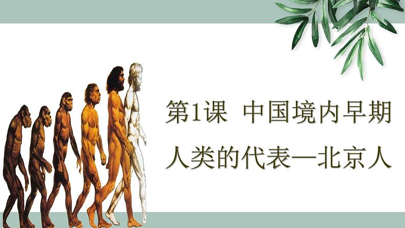 1.1中国境内早期人类的代表—北京人课件2023~2024学年统编版七年级历史上册第1页