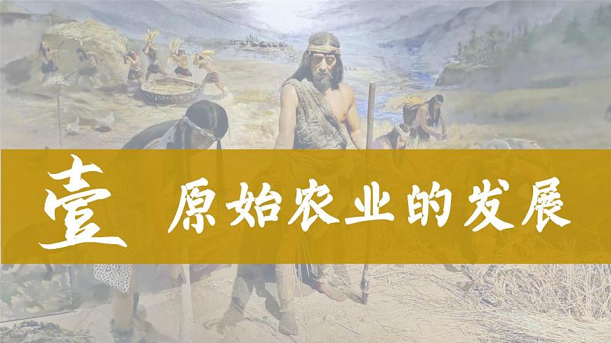 統(tǒng)編版（五四制）初中歷史 中國(guó)歷史第一冊(cè) 第2課 原始農(nóng)耕生活  課件第3頁(yè)