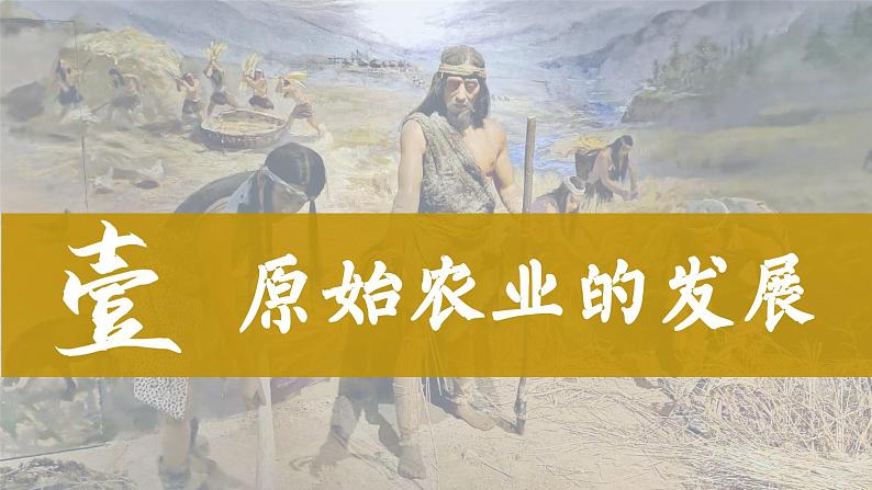 统编版(五四制)初中历史 中国历史第一册 第2课 原始农耕生活 课件第3页