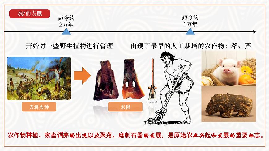 統(tǒng)編版（五四制）初中歷史 中國(guó)歷史第一冊(cè) 第2課 原始農(nóng)耕生活  課件第4頁(yè)