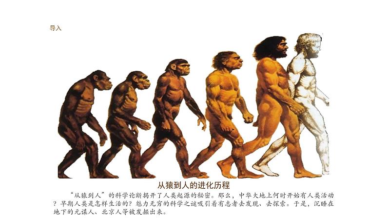 最新人教部编版七年级历史上册第一单元第一课中国早期人类的代表—北京人(课件)06
