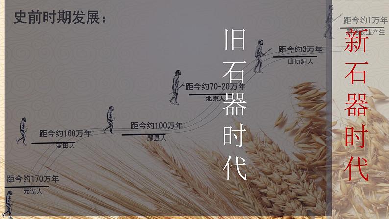 初中 历史 人教版(2024) 七年级上册第2课 原始农业与史前社会 课件第3页