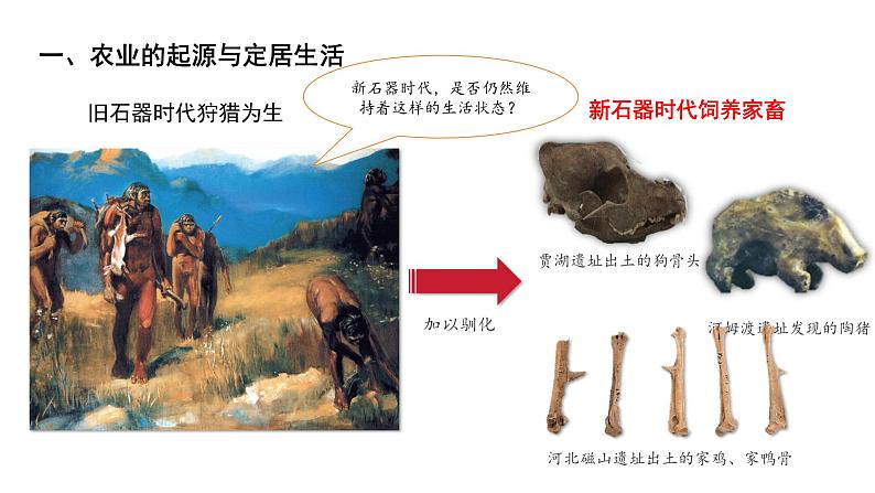 七年级上册历史人教版(2024)2 原始农业与史前社会 课件第7页