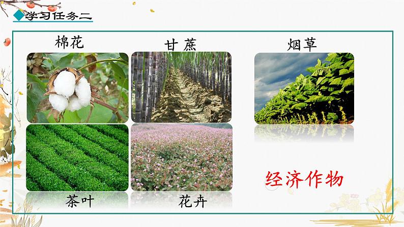 第19课 清朝前期社会经济的发展第4页