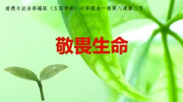 部编版（五四制）道德与法治六年级全一册  8.2 敬畏生命(1)（课件）