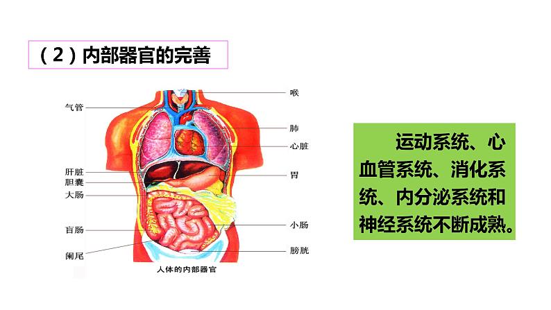 第一课 青春的邀约《悄悄变化的我》课件08