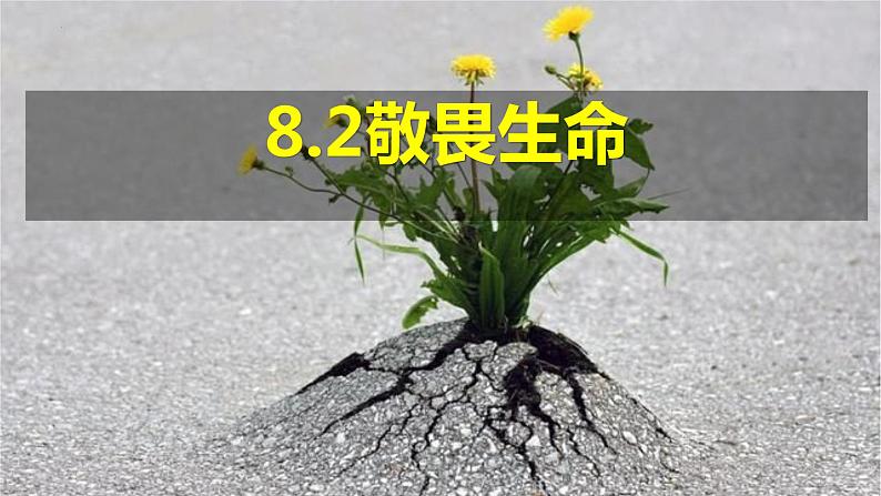 8.2+敬畏生命++课件-2023-2024学年统编版道德与法治七年级上册 (2)第1页