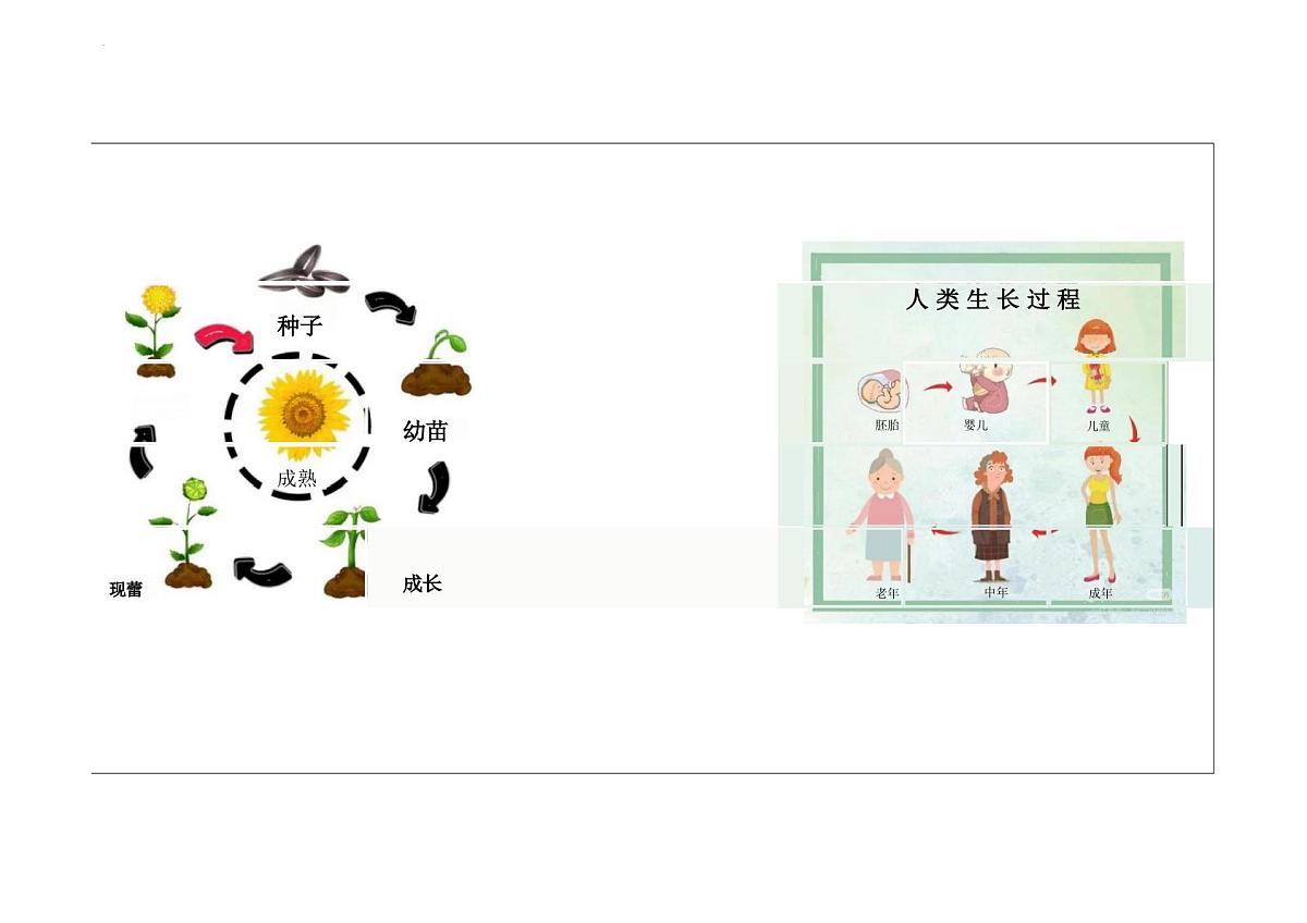 8.1认识生命课件-统编版道德与法治七年级上册第5页