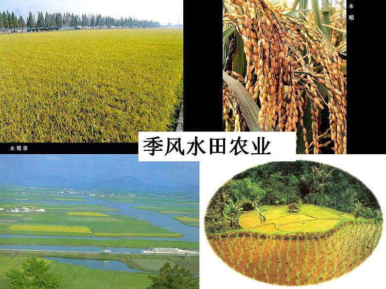 2021_2022学年高中地理第三章农业地域的形成与发展第二节以种植业为主的农业地域类型1课件新人教版必修2第3页