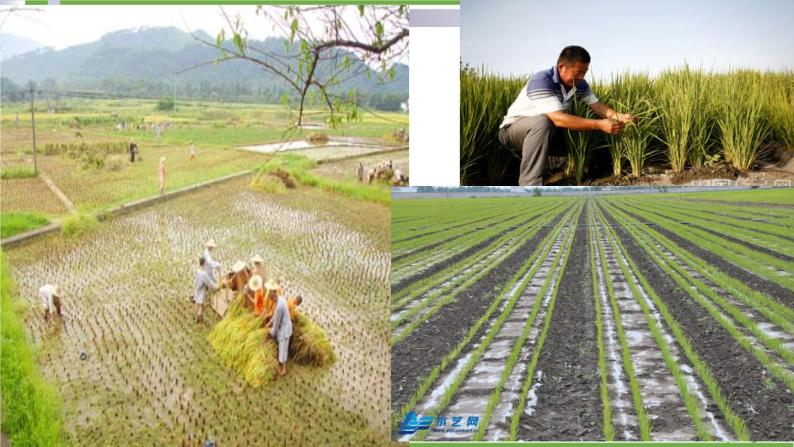 人教版（新课标）地理必修二 3.2以种植业为主的农业地域类型 课件PPT02