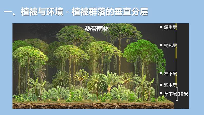 5.1 植被-2022-2023学年高一地理上学期同步课堂备课课件(人教版2019必修第一册)08