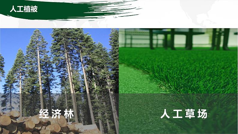 5.1 主要植被与自然环境 课件-2022-2023学年湘教版(2019)高中地理必修第一册07