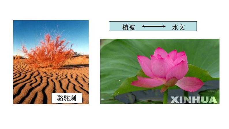 5.1 自然地理环境的整体性(课件)-2022-2023学年高二同步备课系列(人教版2019选择性必修1)04