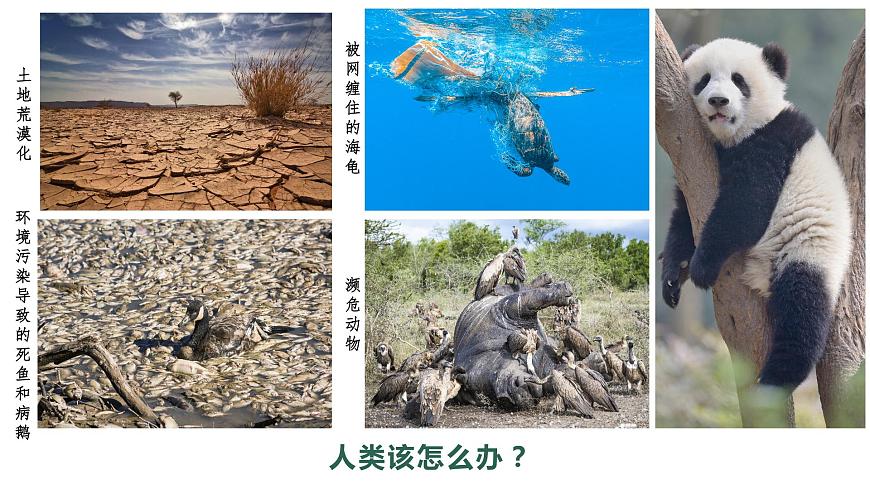 3.3自然保護(hù)區(qū)與生態(tài)安全課件PPT第2頁