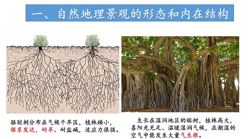 3.3.2 气候的形成及其对自然景观的影响(气候对自然景观形成的影响)(课件)-2022-2023学年高二地理同步精品课堂(中图版2019选择性必修1)04