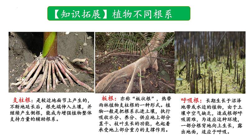 3.3.2 气候的形成及其对自然景观的影响(气候对自然景观形成的影响)(课件)-2022-2023学年高二地理同步精品课堂(中图版2019选择性必修1)05