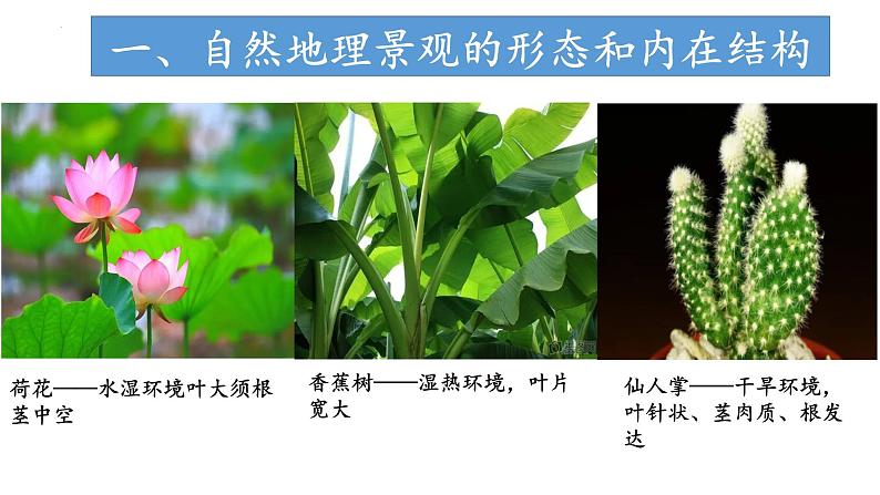 3.3.2 气候的形成及其对自然景观的影响(气候对自然景观形成的影响)(课件)-2022-2023学年高二地理同步精品课堂(中图版2019选择性必修1)06