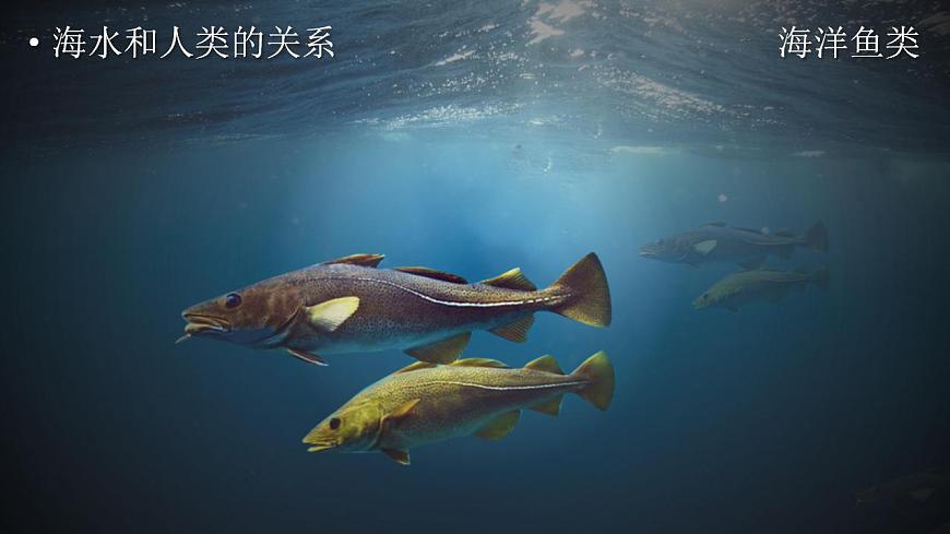 3.2海水的性質(zhì)（教學(xué)課件）高一地理同步備課系列（人教版2019必修第一冊）第4頁