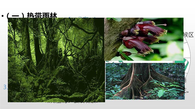 5.1植被(第2课时) 基础课件-人教版(2019)必修一高中地理04