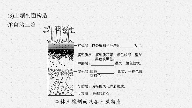 第五章 第二节 土壤课件PPT第8页