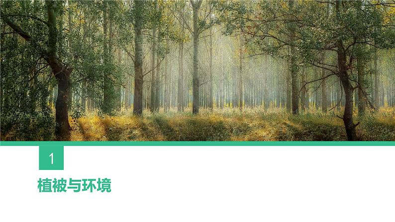 人教版(2019)必修一 第五章第一节 植被课件02