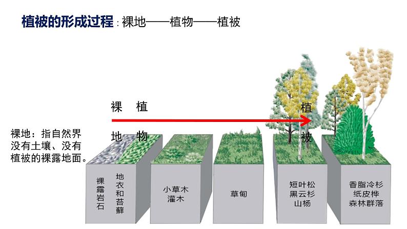 人教版(2019)必修一 第五章第一节 植被课件06