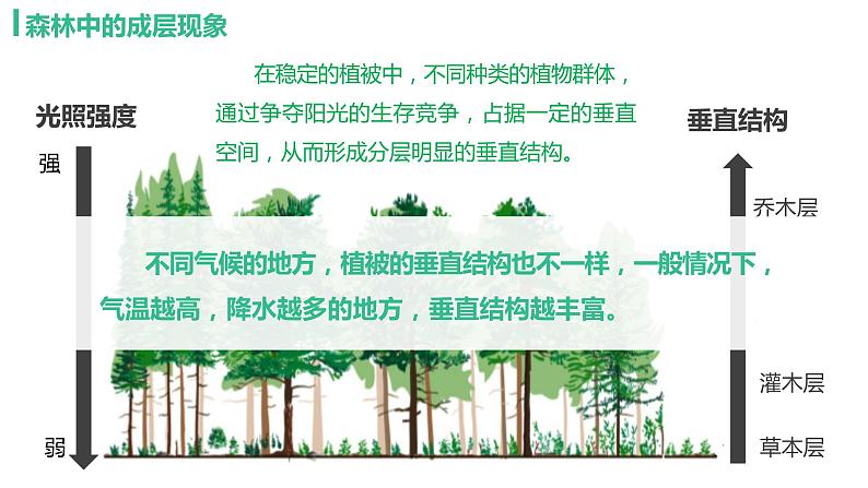 人教版(2019)必修一 第五章第一节 植被课件07