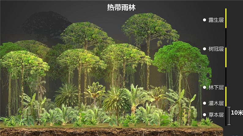 人教版(2019)必修一 第五章第一节 植被课件08