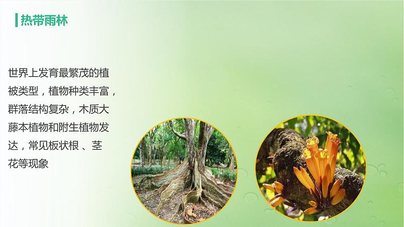 2024届湘教版新教材高考地理一轮复习第一部分第六章自然环境的整体性与差异性第1讲课时34主要植被与自然环境课件07