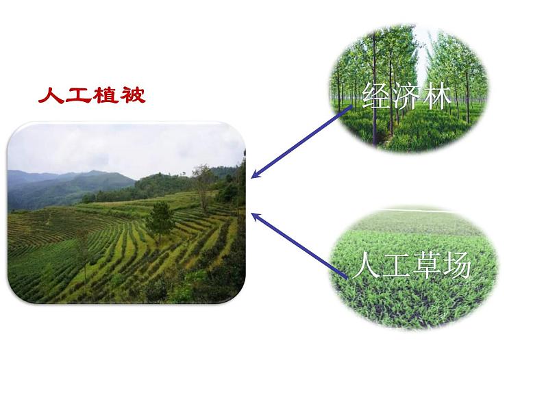 人教版高中地理必修一第五章第一节植被课件(共2课时内含视频)第7页