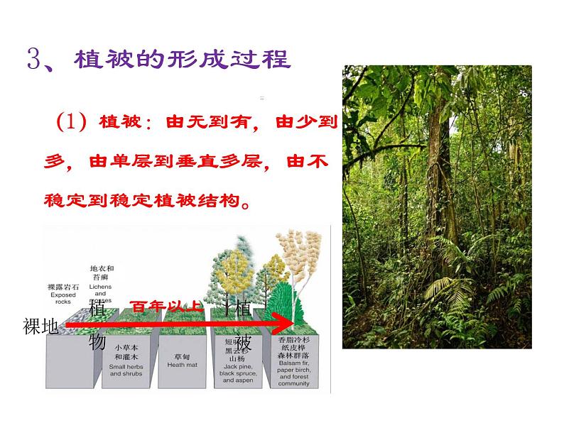 人教版高中地理必修一第五章第一节植被课件(共2课时内含视频)第8页