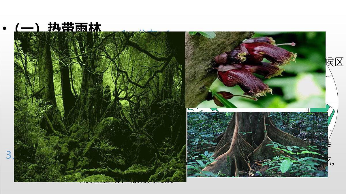 人教版高中地理必修 第一册 5-1《植被》课件(第2课时)第4页