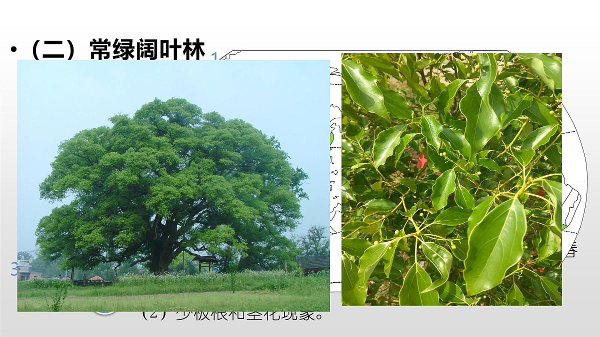 人教版高中地理必修 第一册 5-1《植被》课件(第2课时)第5页