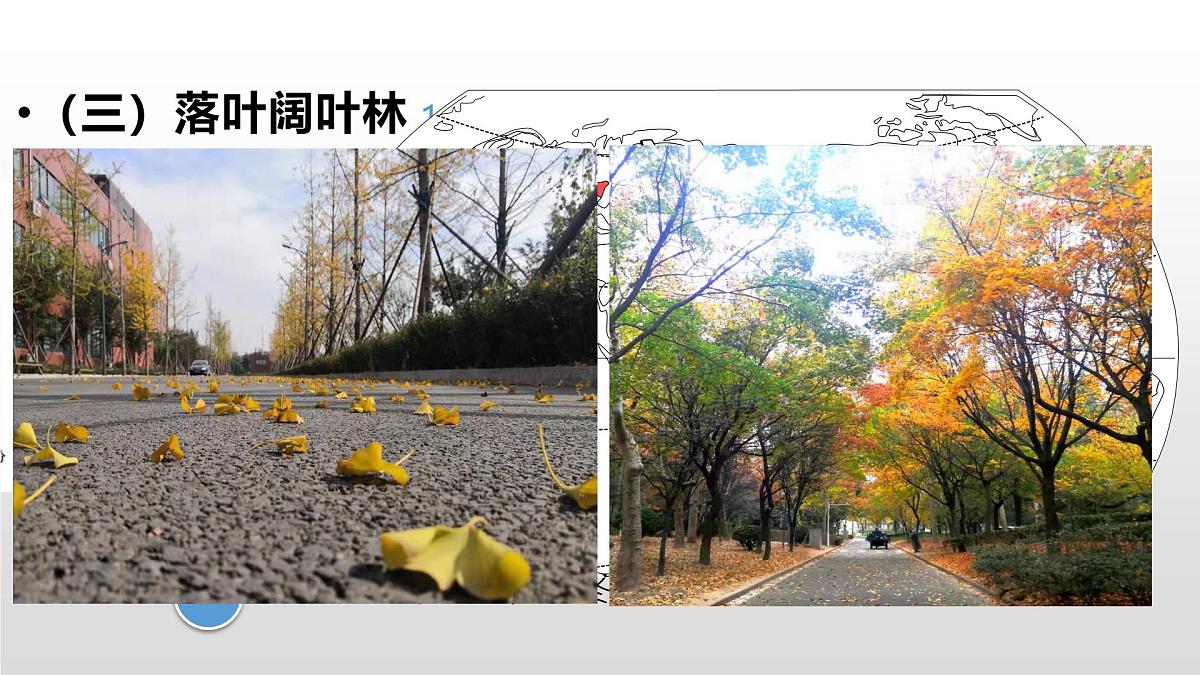 人教版高中地理必修 第一册 5-1《植被》课件(第2课时)第6页