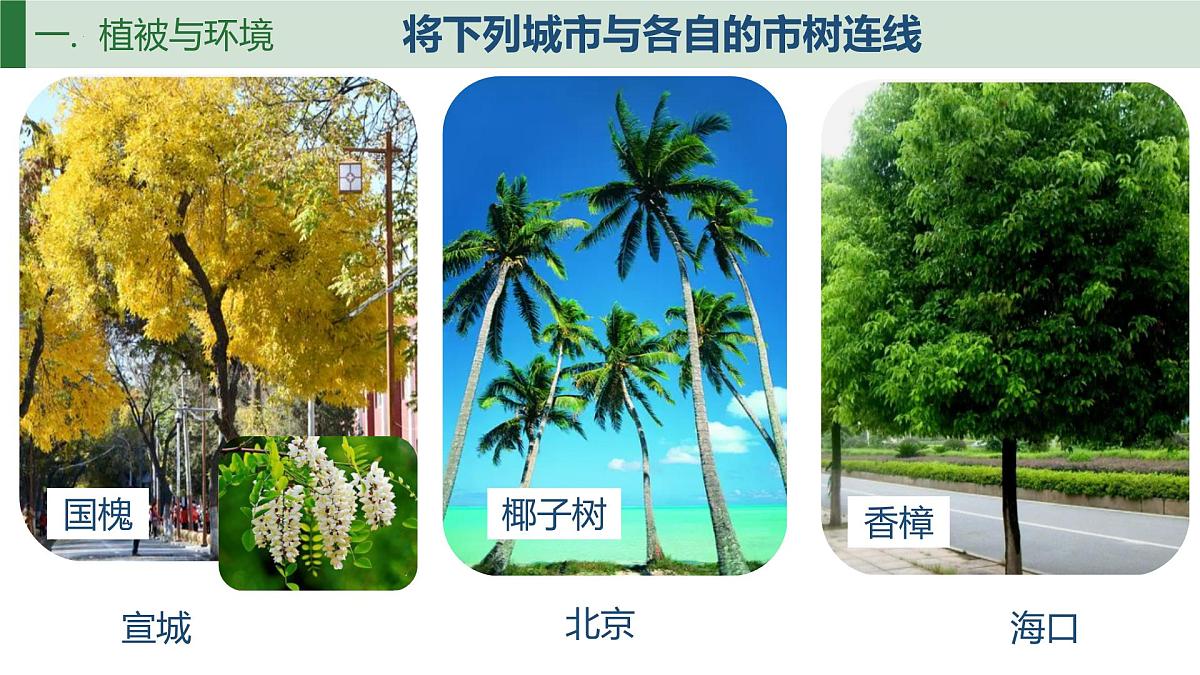 人教版高中地理必修 第一册 5-1《植被》课件第3页