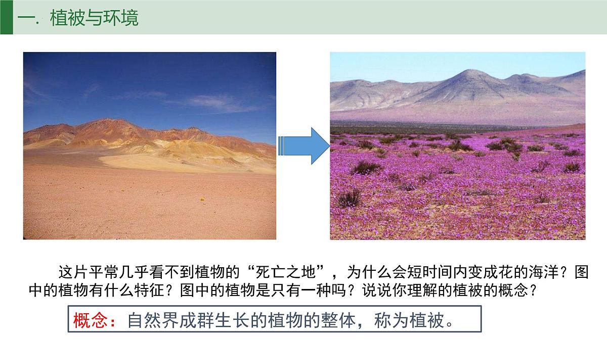 人教版高中地理必修 第一册 5-1《植被》课件第4页