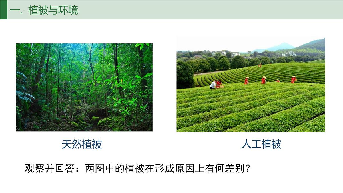 人教版高中地理必修 第一册 5-1《植被》课件第5页
