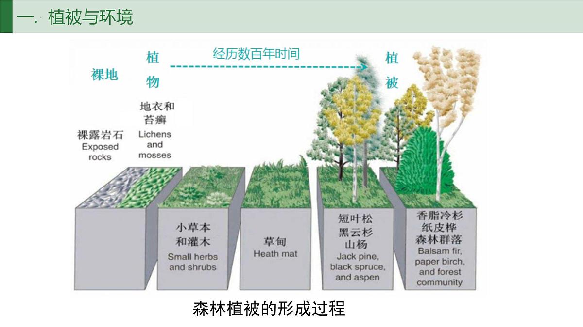 人教版高中地理必修 第一册 5-1《植被》课件第6页
