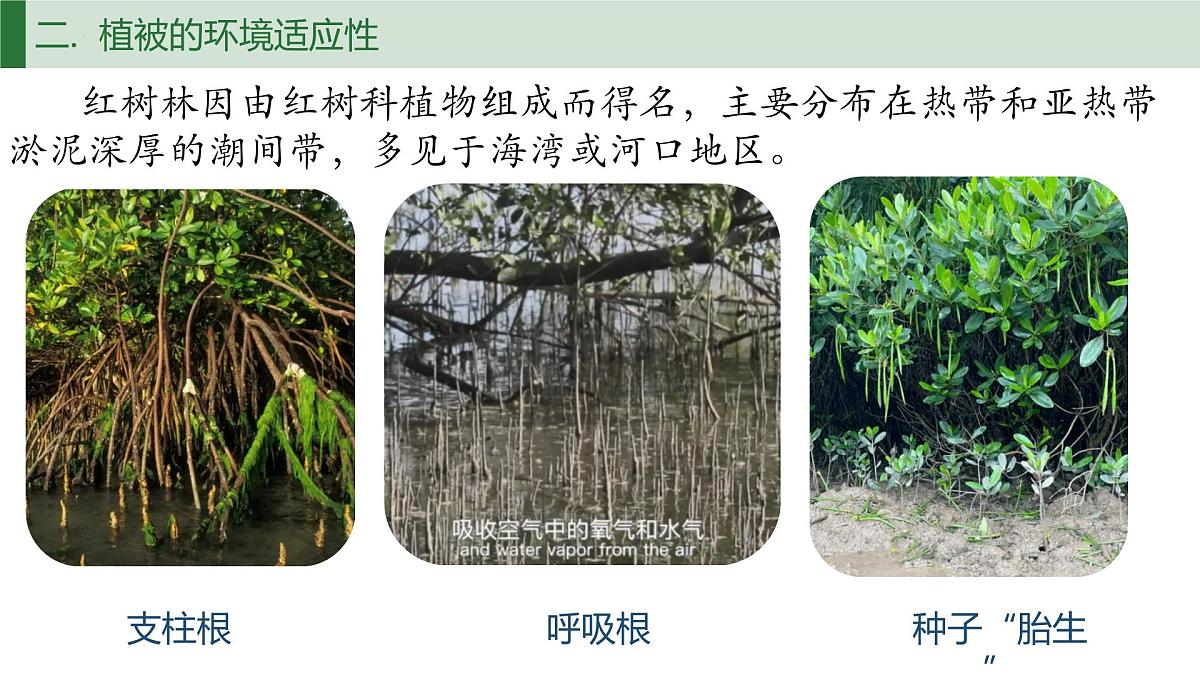 人教版高中地理必修 第一册 5-1《植被》课件第8页