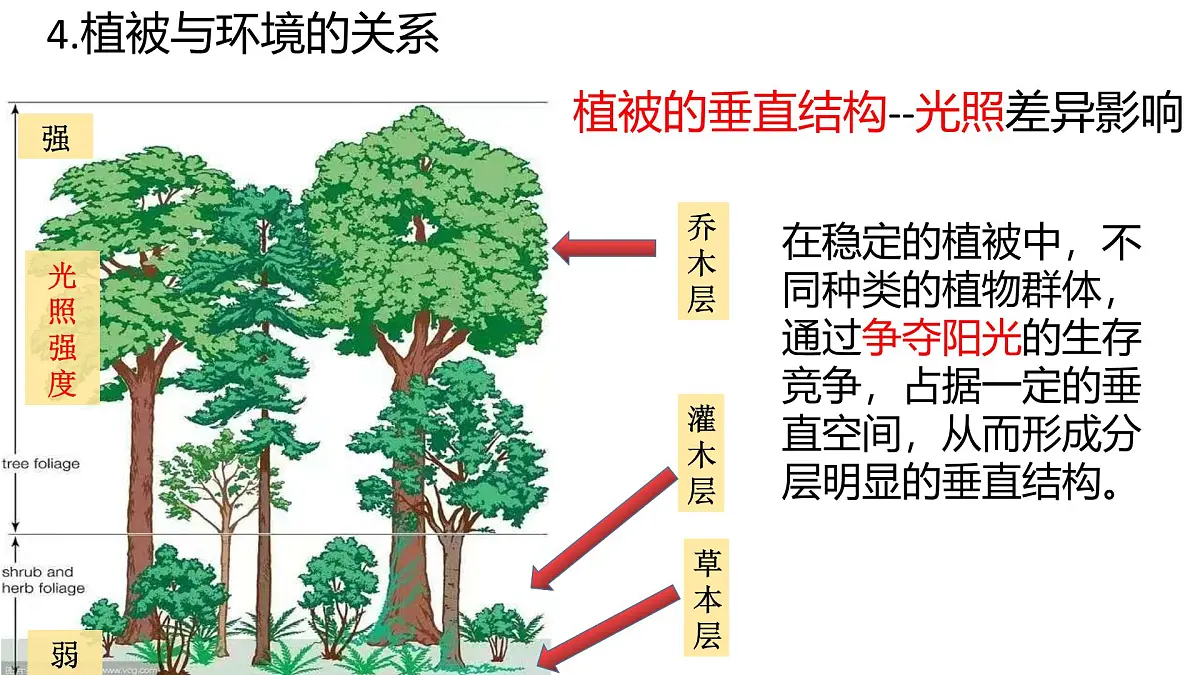 人教版高中地理必修 第一册 5-1《植被》课件第6页