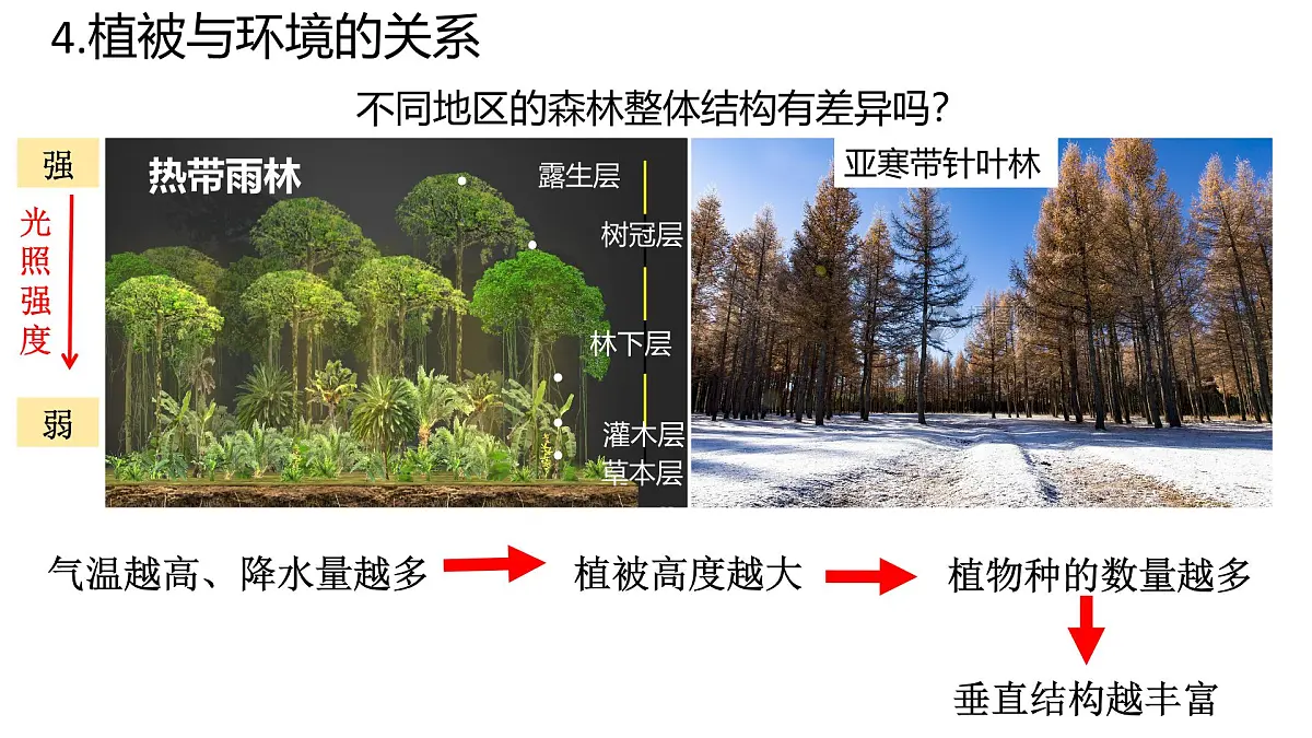 人教版高中地理必修 第一册 5-1《植被》课件第7页