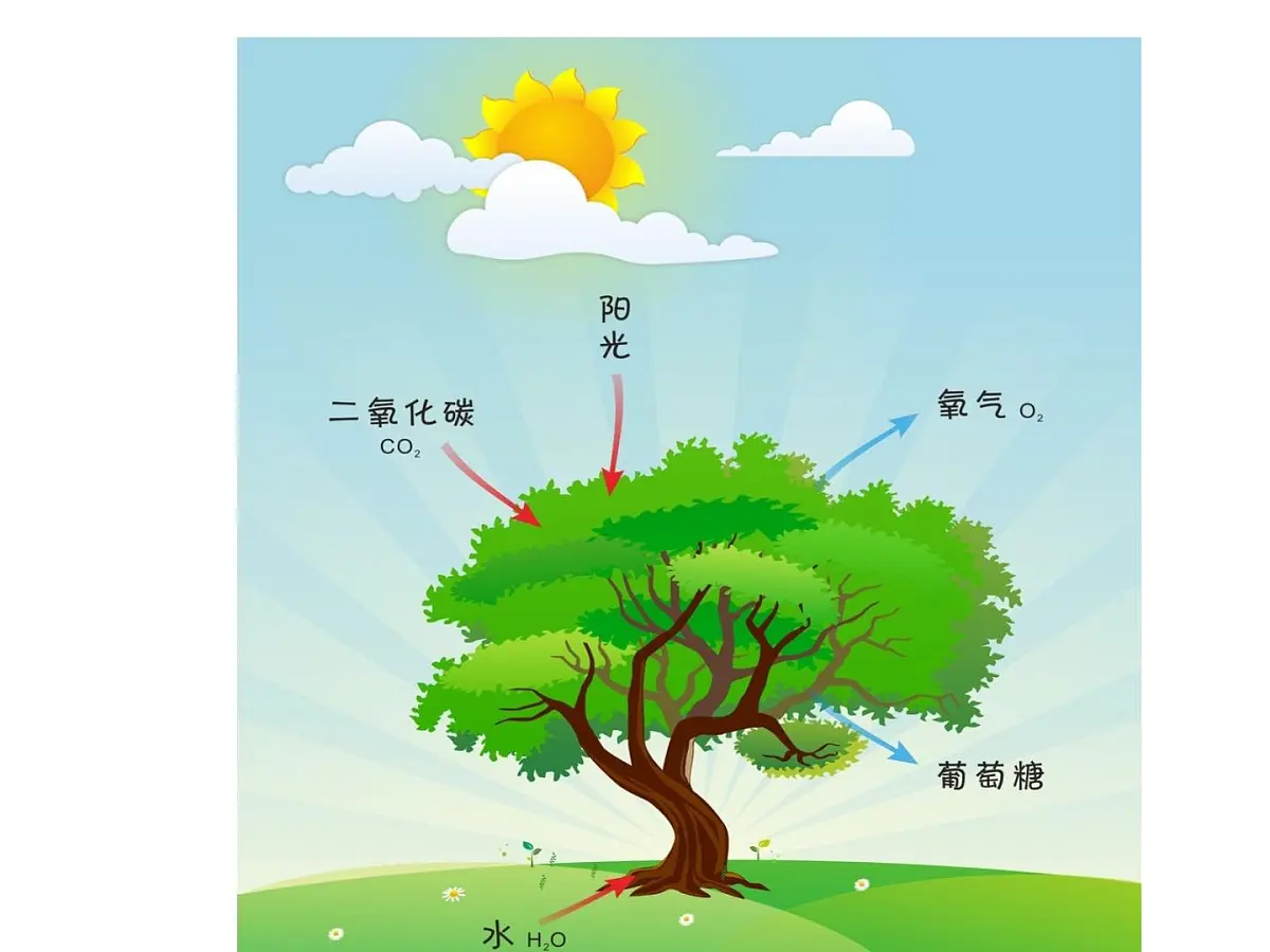 人教版 (新课标)高中地理必修1 1-2课件-《太阳对地球的影响》第3页