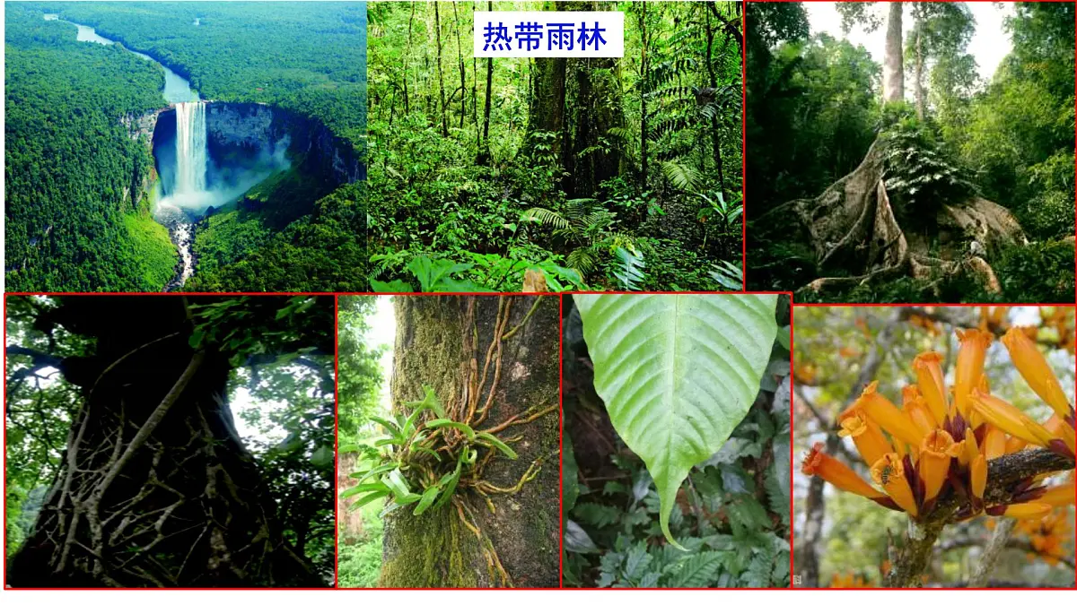 高考地理一轮复习课件:植被第7页